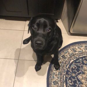 Meet your Posher, Gregory